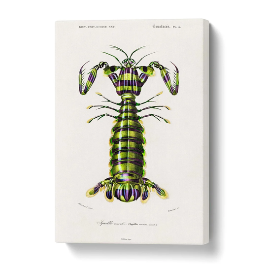 'Giant Mantis Shrimp' by Charles d' Orbigny - Wrapped Canvas Graphic Art Print