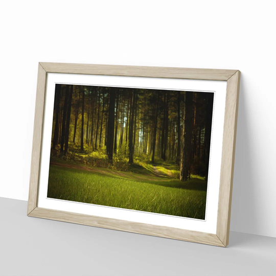 'Landscape Forest Woodland' Framed Photographic Print