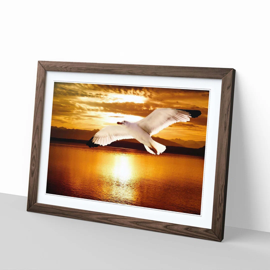 'Seagull Sunset' Framed Photographic Print
