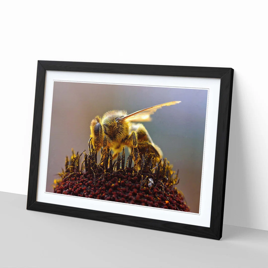 Bumble Bee Collecting Pollen 1 Framed Photographic Print