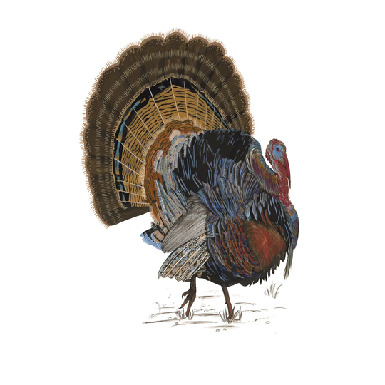 Turkey Study I - Wrapped Canvas Graphic Art