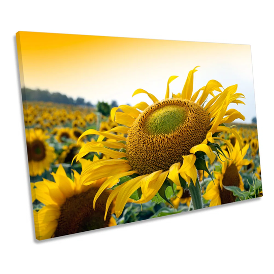 Sunflower Sunset Flower CANVAS WALL ART Box Framed