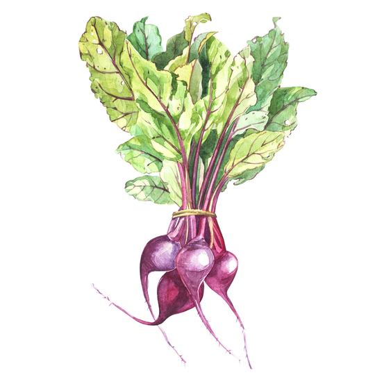 Beetroot with Leaves - Wrapped Canvas Painting
