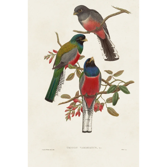 Elegant Trogons IX by John Gould - Wrapped Canvas Painting