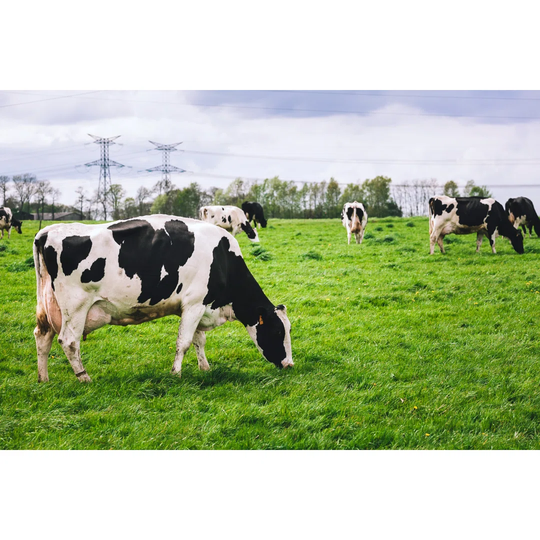 Cows on Meadow with Green Grass by Shigapov - Wrapped Canvas Photograph