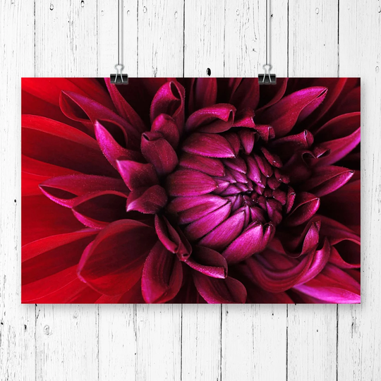 'Red Purple Flower' Graphic Art