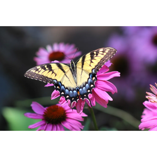Eastern Tiger Swallowtail Butterfly Papilio Glaucus on Coneflower Echinacea Purpurea by db_beyer - Wrapped Canvas Photograph Print