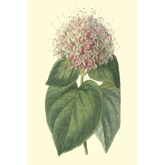Fragrant Clerodendron by Sydenham Edwards - Wrapped Canvas Painting