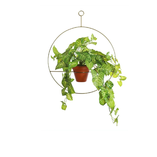 Hanging Syngonium Bush Arrangement