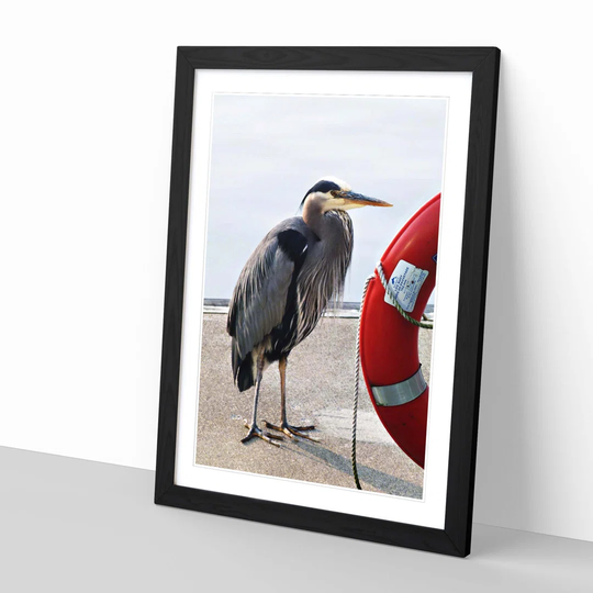 Blue Heron Bird Framed Photographic Print