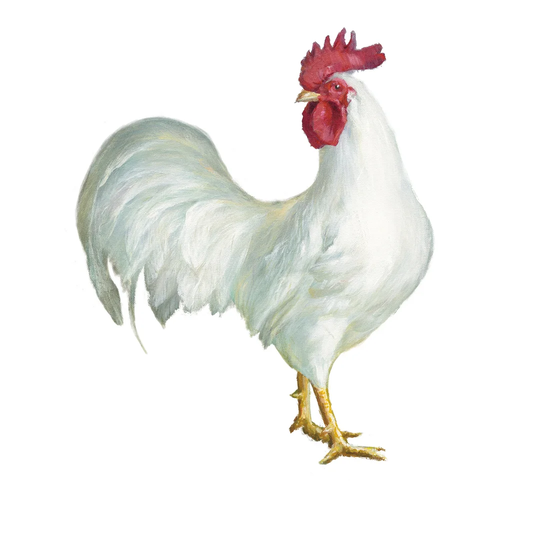 Noble Rooster I on White by Danhui Nai - Painting Print