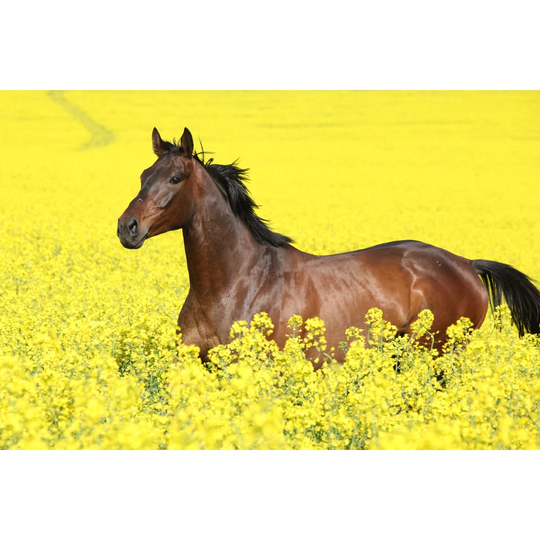 Malapolski Horse in the Colza Field - Wrapped Canvas Photograph