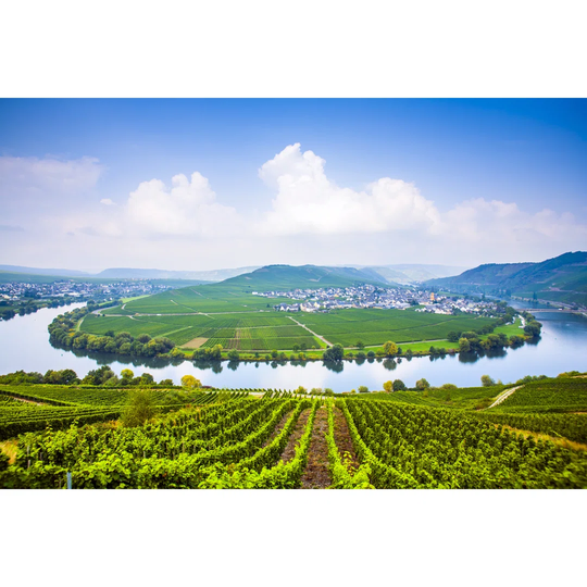 Moselle Sinuosity With Vineyards