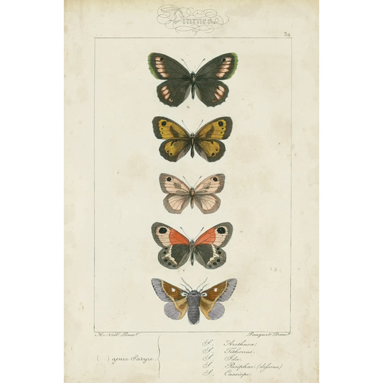 Pauquet Butterflies VI by Pauquet - Wrapped Canvas Graphic Art