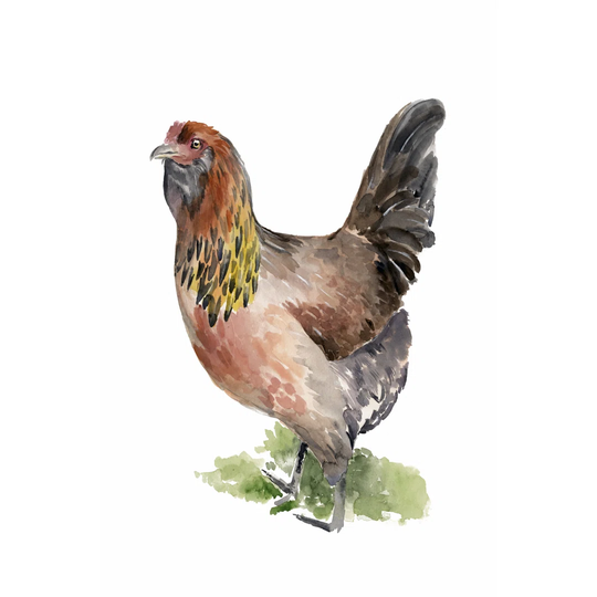Chicken Dance II by Jennifer Paxton Parker - Wrapped Canvas Painting
