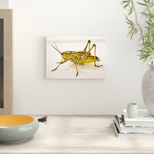 'Grasshopper' Photographic Print