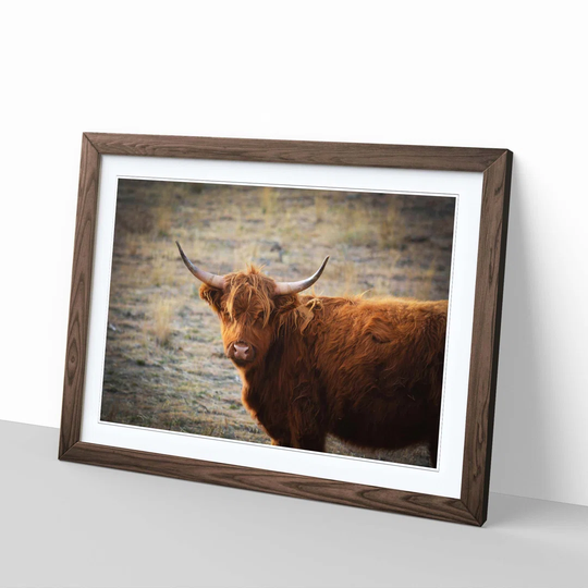 'Cow in the Meadow 4' Framed Photographic Print