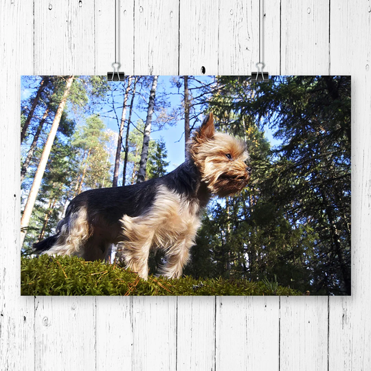 'Yorkshire Terrier Dog Forest' Photographic Print