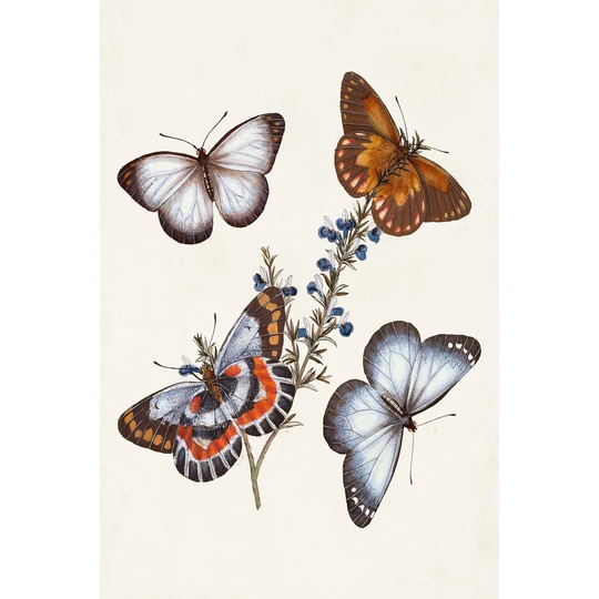 Butterflies and Moths III - Wrapped Canvas Painting