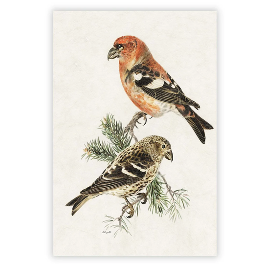 'Crossbill Birds' by Von Wright - Unframed Painting Print on Paper