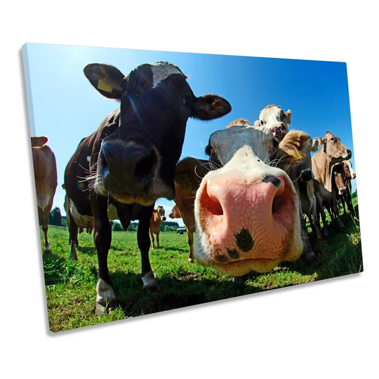 Funky Cow Face Farm Picture CANVAS WALL ART Print