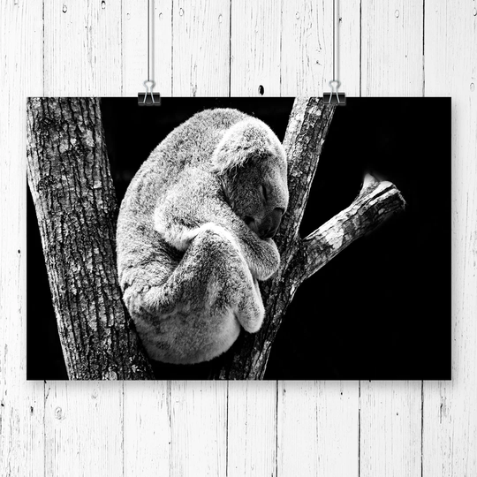 'Koala in a Tree Black and White' Graphic Art