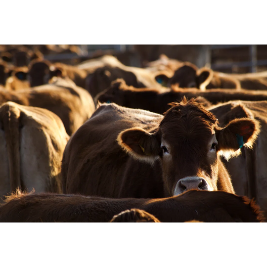 Herd of Cows on Farm Waiting for Feeding by Erdin Hasdemir - Wrapped Canvas Photograph