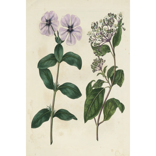 Garden Pairings VIII by Sydenham Edwards - Wrapped Canvas Painting