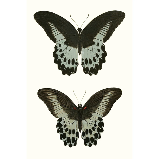 Antique Blue Butterflies II - Wrapped Canvas Graphic Art