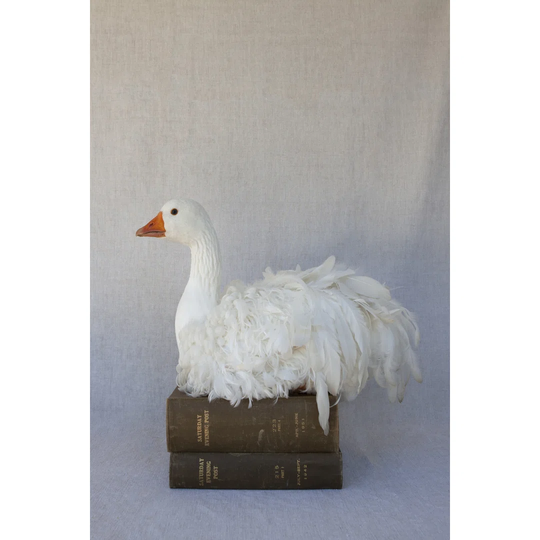 Tania Soderman Books III - Wrapped Canvas Painting