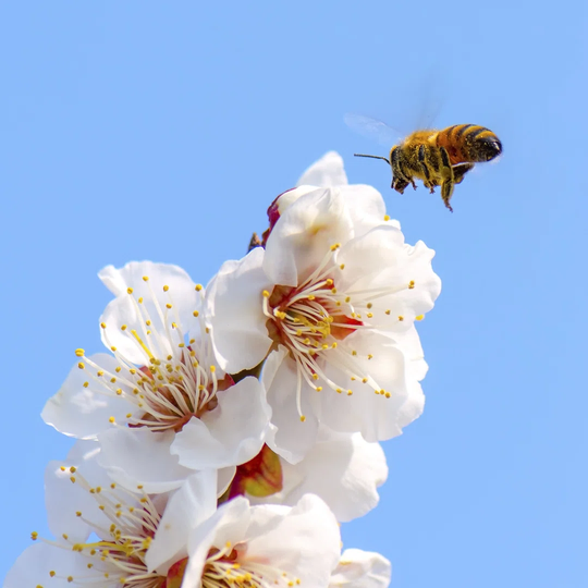 Honey Bee Flying