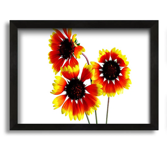 Sun Flower Trio - Picture Frame Graphic Art on Canvas
