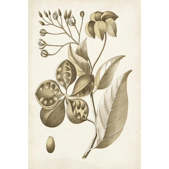 Ochre Botanical II - Wrapped Canvas Art Prints