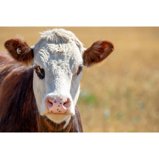 A Portrait of a Brown and White Hereford Cow on a Farm in New Zealand by Sheryl Watson - Wrapped Canvas Photograph