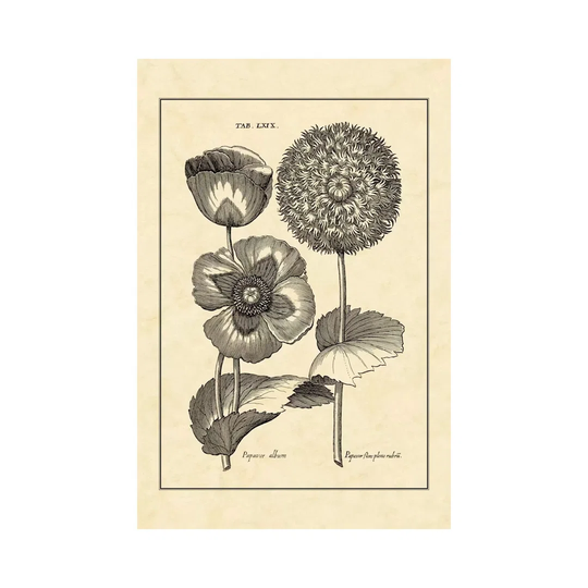Vintage Besler III by Basilius Besler - Wrapped Canvas Graphic Art