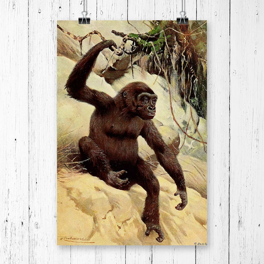 'Vintage Gorilla' by W Kuhnert Graphic Art