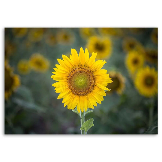 Canvas print, Young sunflowers