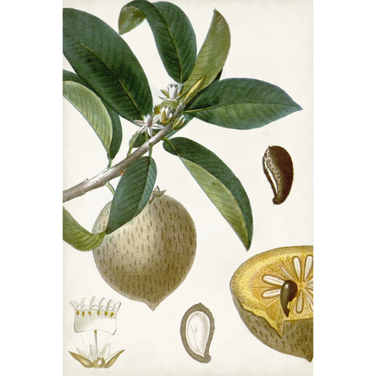 Tropical Fruit I by Turpin - Wrapped Canvas Painting