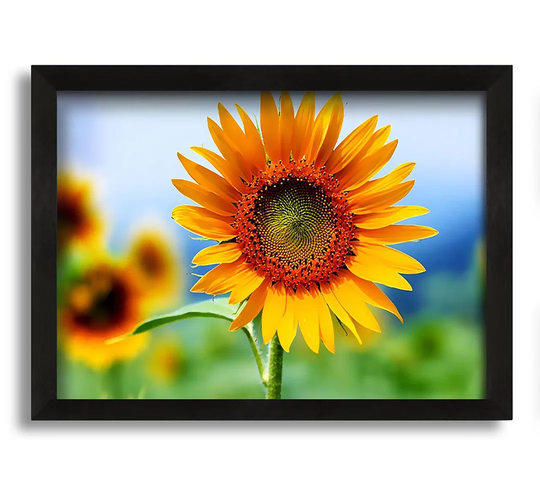 Morning Sunflower - Picture Frame Photograph on Canvas