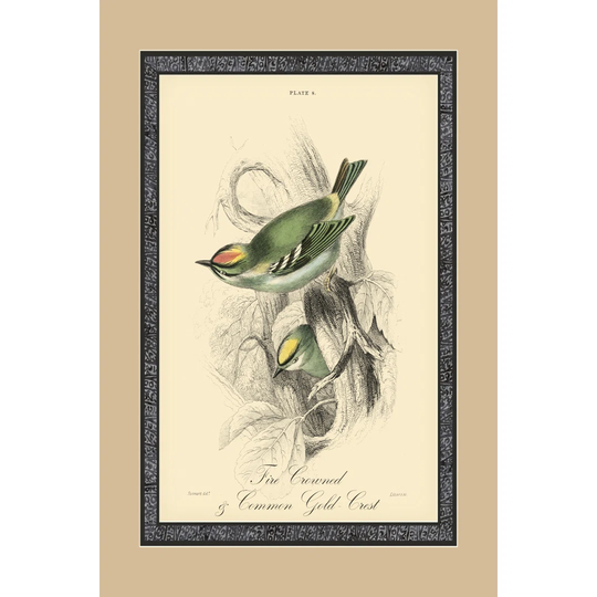 Printed Fire-Crowned Crest (A)