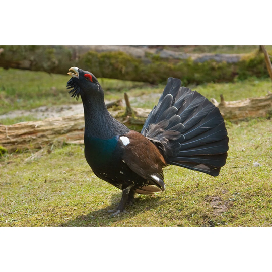 Wood Grouse - Tetrao Urogallus - Wrapped Canvas Photograph