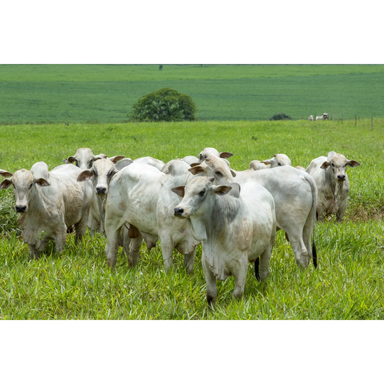 Nelore Cattle on Farm in Brazil by Leila Melhado - Wrapped Canvas Photograph