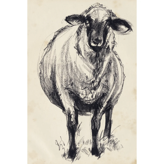 Charcoal Sheep II by Jennifer Paxton Parker - Wrapped Canvas Drawing