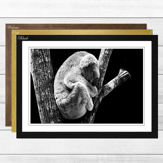 'Koala in a Tree Black and White' Framed Photographic Print