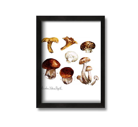 Different Types of Mushrooms - Picture Frame Graphic Art on Canvas