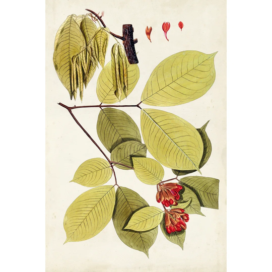 Leaf Varieties II