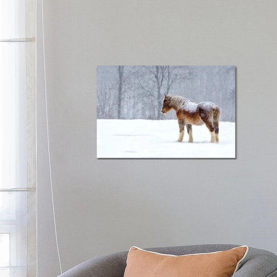 Stoic by David Gardiner - Photograph on Canvas