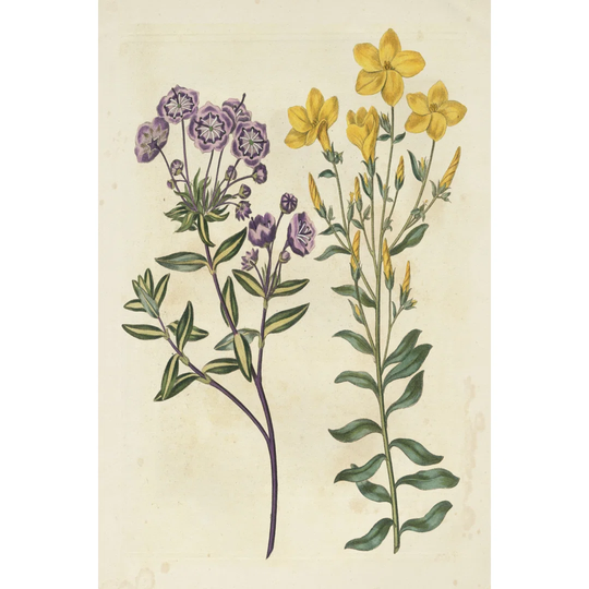 Garden Pairings II
