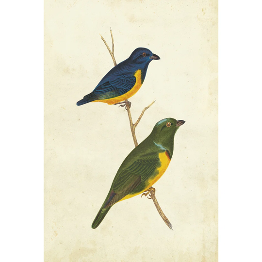 Peruvian Tanager I - Wrapped Canvas Painting