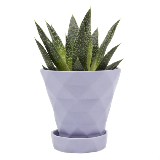 Diamond 6 Piece Clay Plant Pot Set